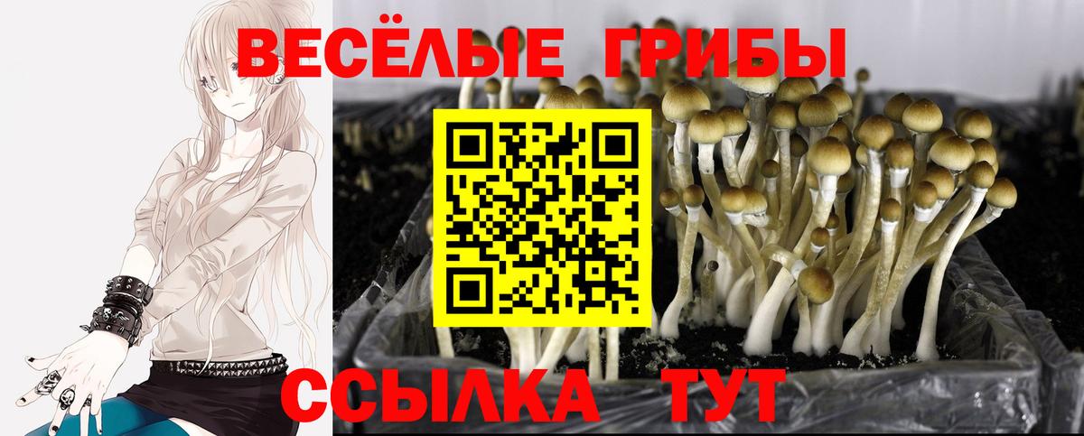 Псилоцибиновые грибы Psilocybe Кропоткин